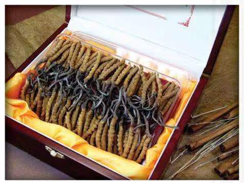 茄子河冬虫夏草回收